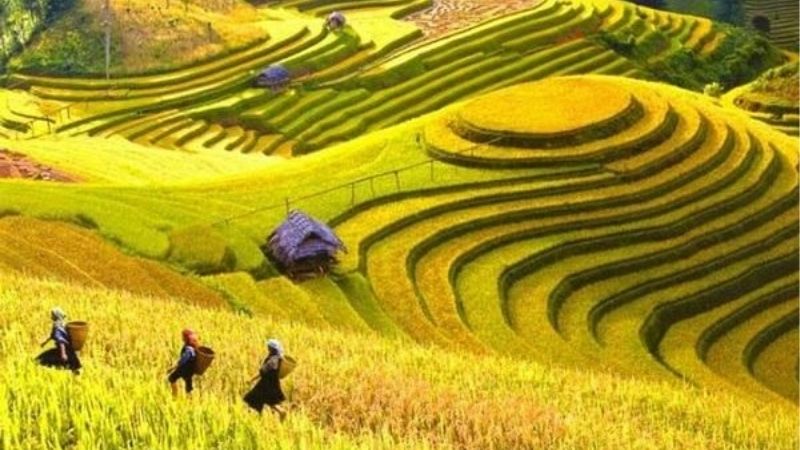 Giải Mã Giấc Mơ Thấy Cánh Đồng Lúa Và Điềm Báo Phía Sau