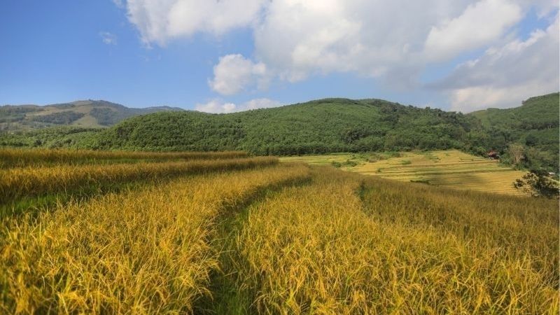 Giải Mã Giấc Mơ Thấy Cánh Đồng Lúa Và Điềm Báo Phía Sau