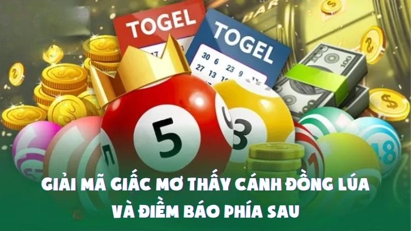 Giải Mã Giấc Mơ Thấy Cánh Đồng Lúa Và Điềm Báo Phía Sau