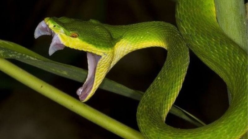 Mơ Thấy Rắn Cắn Tốt Hay Xấu? | Luận Giải Theo Sổ Mơ