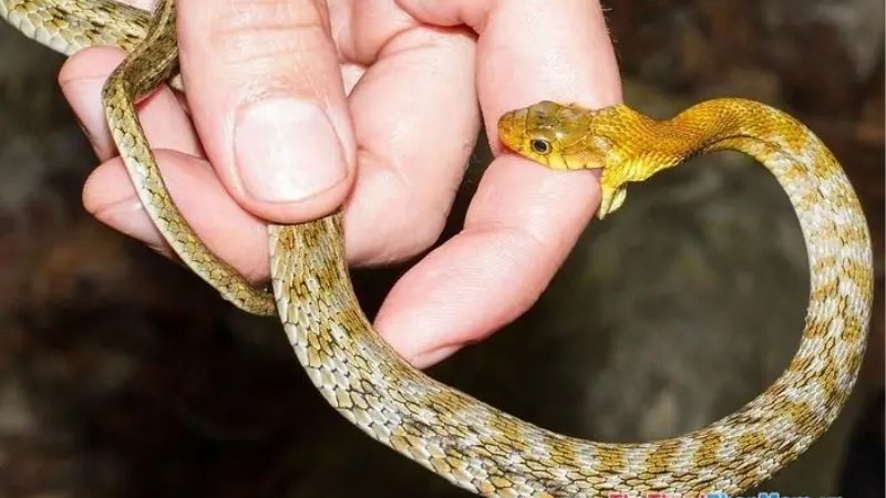 Mơ Thấy Rắn Cắn Tốt Hay Xấu? | Luận Giải Theo Sổ Mơ